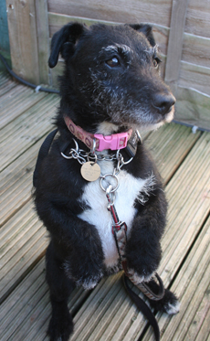 Littlle Jasmine doing a trick